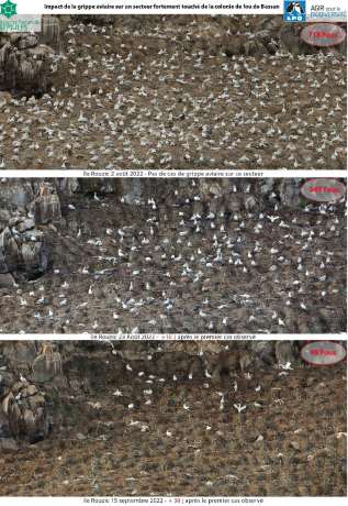 Impact de la grippe aviaire sur la colonie de fous de Bassan sur l'île Rouzic